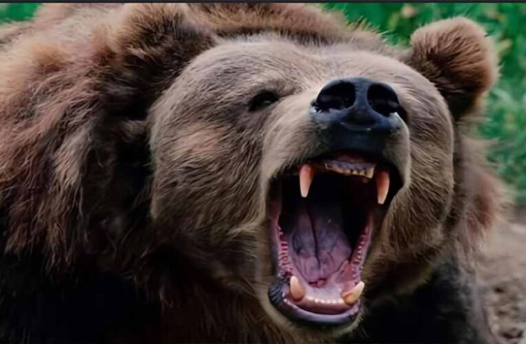 भालू ने किया हमला,एक की मौके पर ही मौत,दो गंभीर रुप से घायल