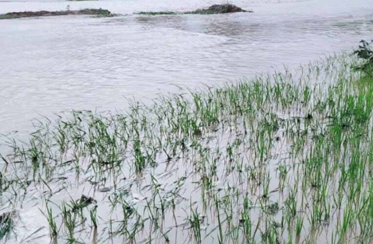 किसान के मेहनत पर बाढ़ ने फेरा पानी