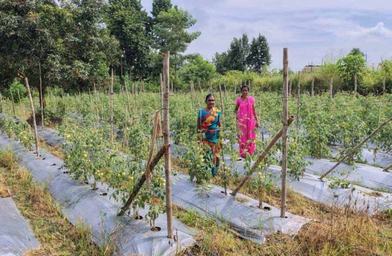 टमाटर, मिर्च लगाकर ग्राम झोडियाबाड़म की दीदियां बदल रही है अपनी जिंदगी की तस्वीर