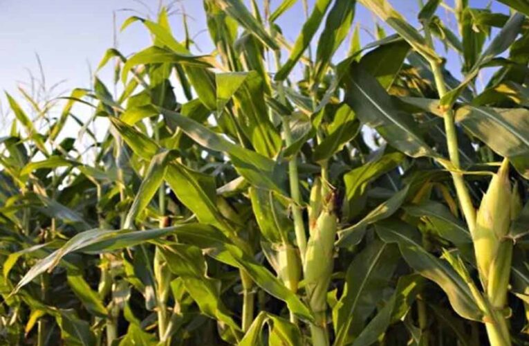 श्रीअन्न के रकबे में 3 साल में हुई दोगुना वृद्धि