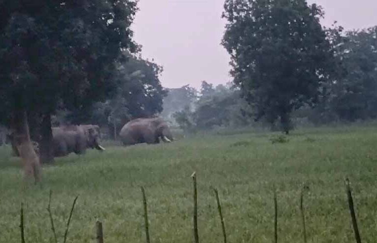 गरियाबंद में हाथियों ने खेतों में लगी फसलों को पहुंचाया नुकसान