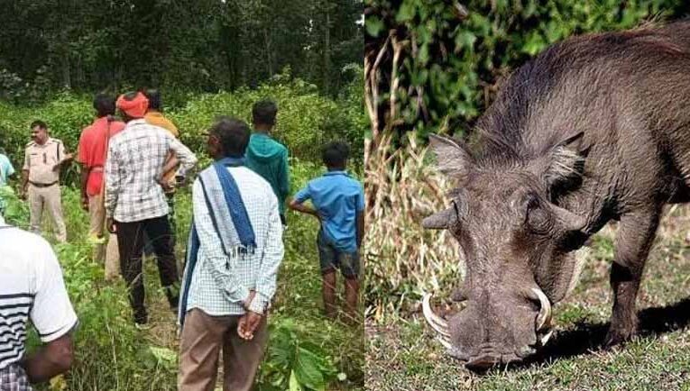 कोरबा में जंगली सुअर का शिकार करने गए शिकारी की करंट लगने से मौत