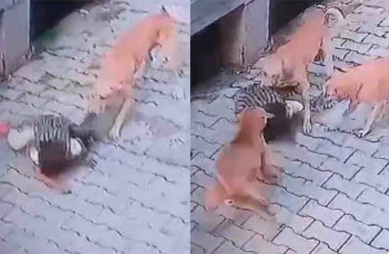 राजस्थान-भरतपुर में दूध लेने गई पांच साल की बच्ची को कुत्तों ने नोचा, गंभीर रूप से घायल