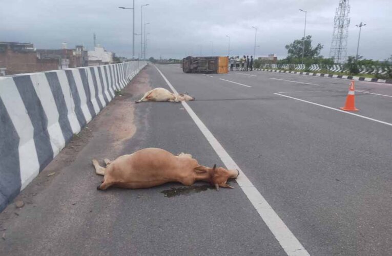 तेजरफ्तार पिकप ने गौमाताओं को कुचला पिकप पलटी पाँच गौमाताओं की मौत ड्राइवर घायल