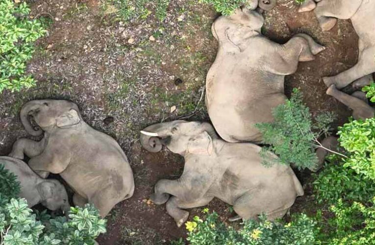 कोरबा के कटघोरा वन मंडल से एक बेहद खूबसूरत तस्वीर आई सामने