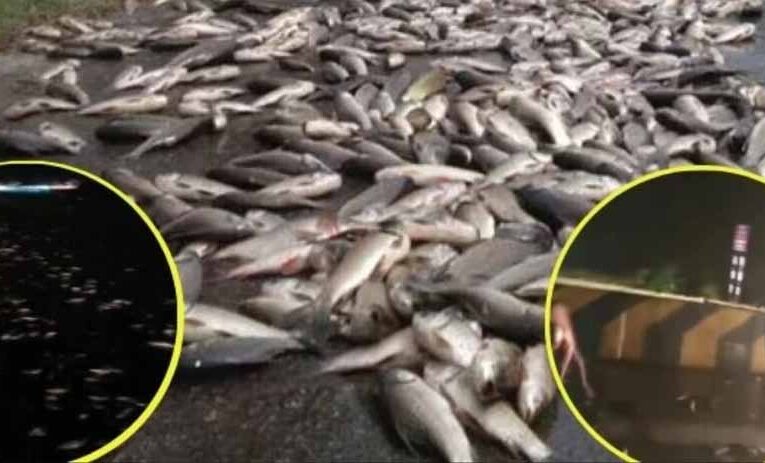 रीवा-प्रयागराज हाइवे पर सोहागी घाटी में मछली से भरा ट्रक अनियंत्रित होकर पलटा, मची लूटने की होड़