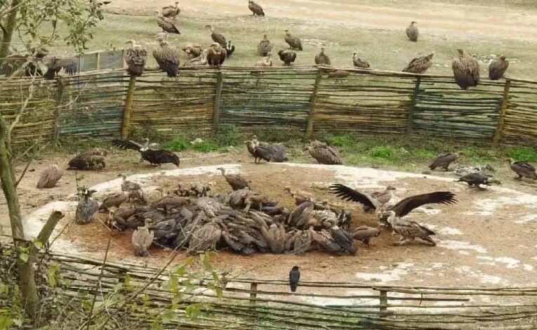 बस्तर संभाग में स्थित इंद्रावती टाइगर रिजर्व गिद्धों के लिए एक महत्वपूर्ण आश्रय