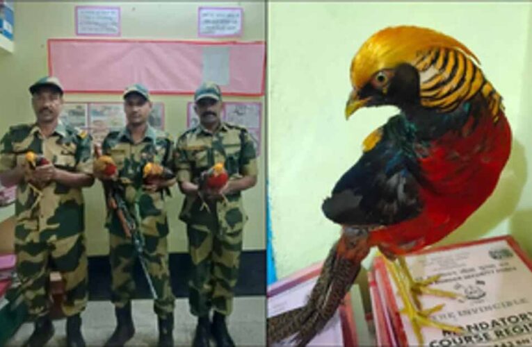 BSF ने भारत-बांग्लादेश सीमा पर जब्त किए गोल्डन तीतर, अंतरराष्ट्रीय वन्यजीव तस्करी के प्रयास को किया विफल