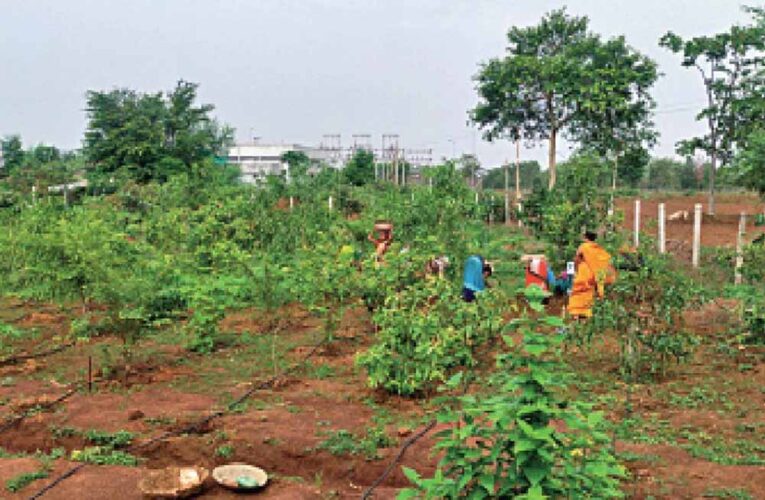 अतिक्रमण से मुक्त हुई बंजर जमीन को उपजाऊ कर बनाई हरी बगिया पोषण वाटिका