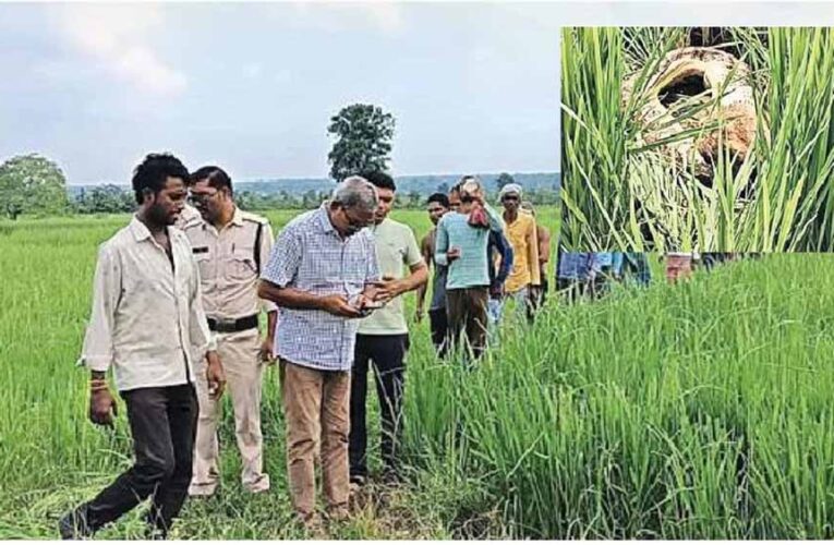 तेंदूखेड़ा में किसानों ने जब विशालकाय अजगर को एक सियार को निगलते देखा तो जान बचाकर भागे किसान