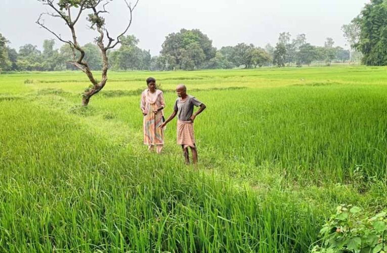 धान की फसल में तना छेदक, बंकी और झुलसा जैसे बीमारियों से बचाव के लिए किसानों को कृषि वैज्ञानिकों की सलाह