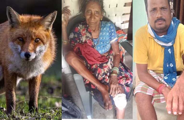 खुड़िया वन क्षेत्र के जंगल से लगे गांव में लोमड़ी का आतंक, 8 से अधिक लोगों को किया घायल