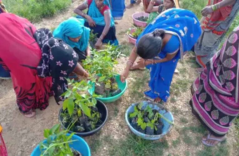 32 एकड़ पंचायती भूमि पर पौधारोपण करने का लिया फैसला, महिला सरपंच का सराहनीय काम