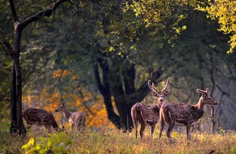 मध्य प्रदेश में वन क्षेत्र की सीमा तय होने के साथ नक्शें में भी दर्ज होगी, इससे राजस्व और वन भूमि के विवाद से बचा जा सकेगा