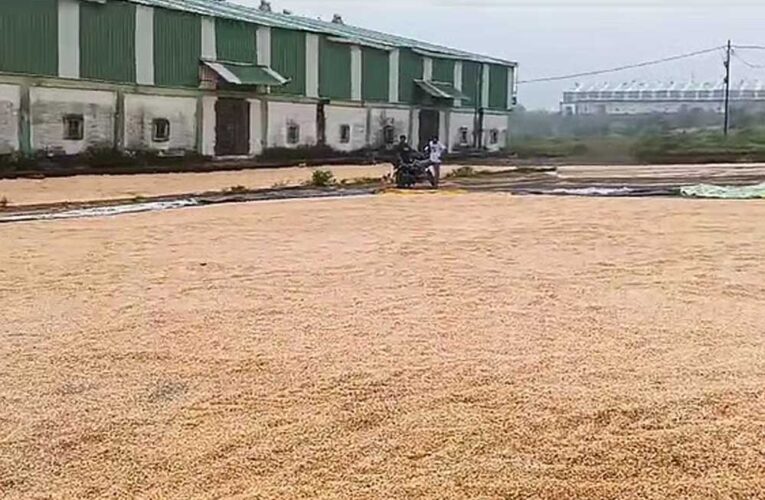 तेंदूखेड़ा में बारिश में बह गई मंडी में रखी सैकड़ों क्विंटल मक्का, बिजली गिरने से दो महिलाएं घायल