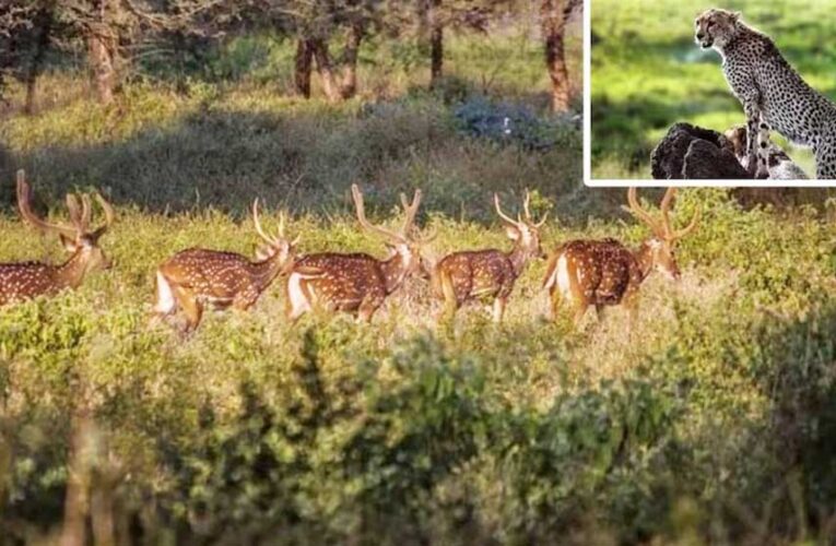 गांधीसागर अभयारण्य में चीतों को बसाने से पहले शिकार का इंतजाम, छोड़े गए 400 से ज्यादा चीतल