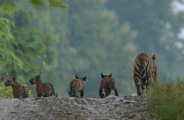 खुशखबरी पन्ना टाइगर रिजर्व में आए 4 नन्हे मेहमान, चार शावकों के साथ बाघिन पी-141 की तस्वीर आई सामने