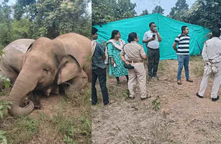 छत्तीसगढ़- रायगढ़ में करंट से हाथियों की मौत पर बीटगार्ड नपे, डिप्टी रेंजर भी नपेंगे!