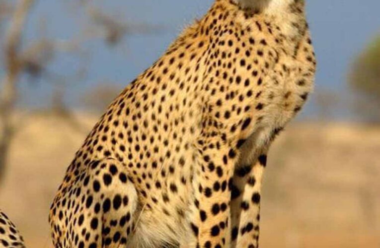 गांधी सागर अभ्यारण्य बना चीतों का नया घर, ईको-टूरिज्म को मिलेगा बढ़ावा