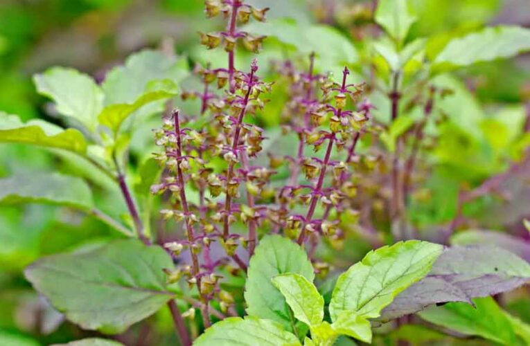 कई बीमारियों से बचाए तुलसी