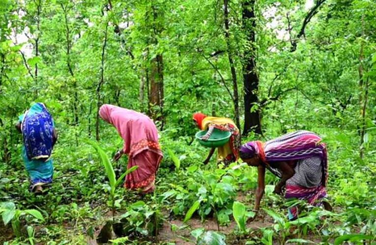 तीन लाख से अधिक वन अधिकार दावे मान्य