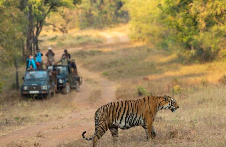 मध्‍य प्रदेश के टाइगर रिजर्व में दिसंबर के दूसरे पखवाड़े के लिए अभी से तीन हजार से ज्यादा बुकिंग कोर और बफर जोन के लिए हो चुकी