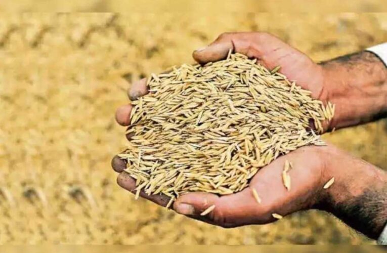 मध्य प्रदेश सरकार ₹2300 प्रति क्विंटल पर करेगी धान खरीदी,   समस्या होने पर किसान यहां करें कॉल