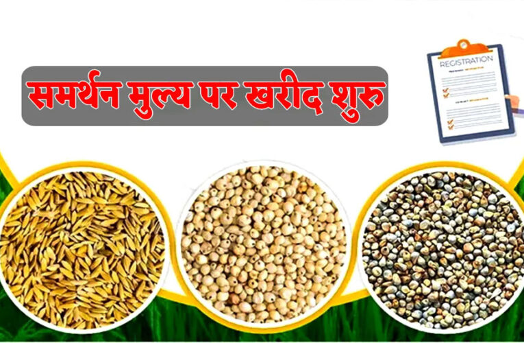 मध्य प्रदेश : किसानों के लिए बड़ी खुशखबरी! समर्थन मूल्य पर आज से ज्वार-बाजरा की खरीदी हुई शुरू