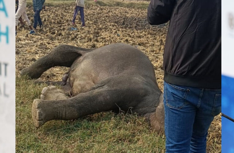 मैहर के गांव में हाईटेंशन तार में फंसकर हाथी की मौत, सप्लाई बंद की, लेकिन जा चुकी थी जान