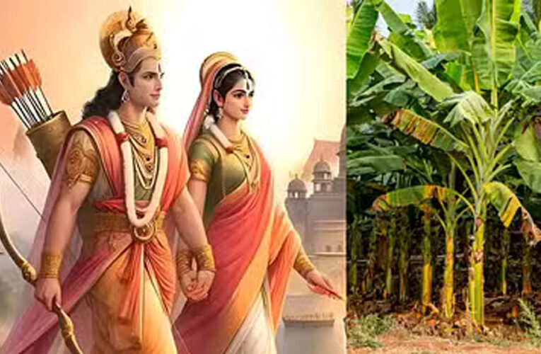 विवाह पंचमी पर करे केले के पेड़ की पूजा, 2 शुभ योगों का हो रहा निर्माण, मिलेगी असीम कृपा