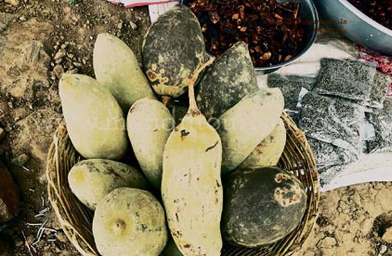 खुरासानी इमली मध्य प्रदेश में संरक्षित की जाएगी औषधीय गुणों से भरपूर , हर जगह होगी खोज