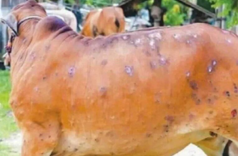 नीमच में लंपी वायरस की दस्तक, अब तक 200 जानवरों की मौत, आसान तरीकों का इस्तेमाल कर किया जा सकता है बचाव