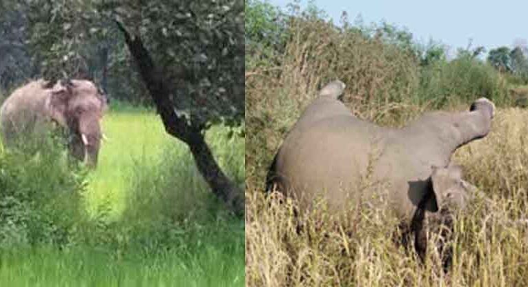 छत्तीसगढ़-मुंगेली में लोरमी जंगल में नन्हें हाथी का संदिग्ध शव मिला, बिजली के तार की चपेट में आने की आशंका