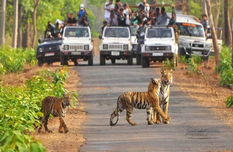 जंगल सफारी और नाइट स्टे के लिए जिम कॉर्बेट नेशनल पार्क में हो जाएं तैयार, खुल रहा ढिकाला जोन,कैसे करें बुक