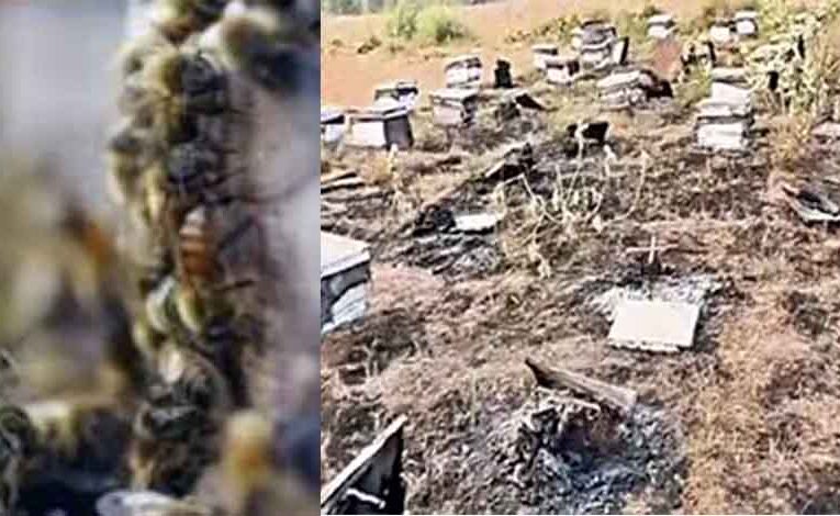 राजस्थान-अलवर में बदमाशों ने मधुमक्खियों से भरे बॉक्स जलाए, पालक को लाखों का नुकसान