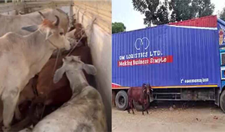 राजस्थान-केकड़ी में 77 गोवंश से भरा कंटेनर पुलिस ने जब्त किया, 19 की दम घुटने से मौत
