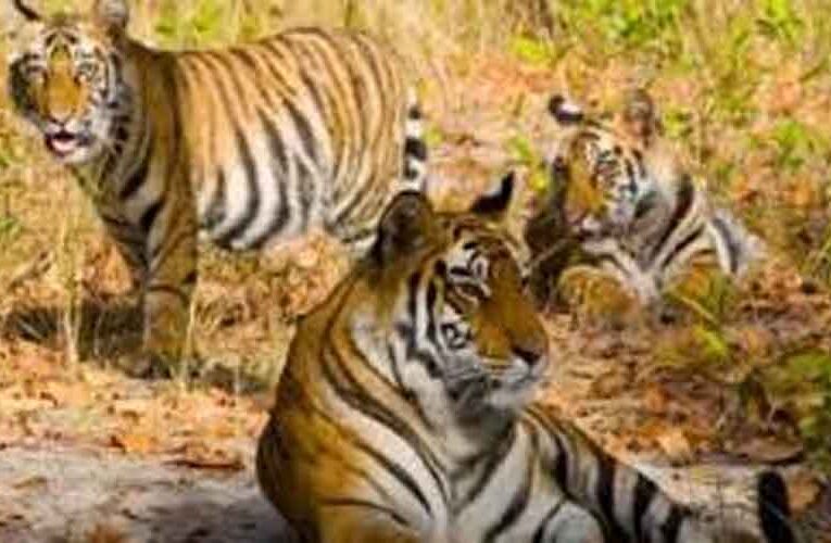 राजस्थान-रणथंभौर के 75 बाघों में से एक तिहाई भागे, अभयारण्य के एक साल में 25 बाघ हुए लापता