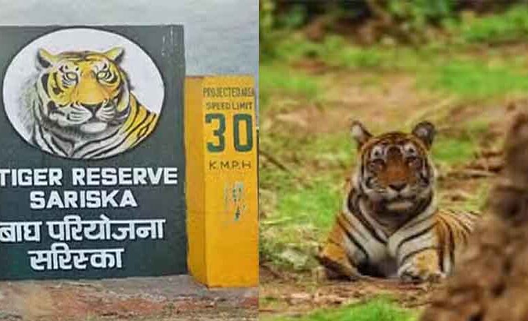 राजस्थान-अलवर के सरिस्का में घूम रहे 42 बाघ, सफारी को डेली साइटिंग ने बनाया रोमांचक