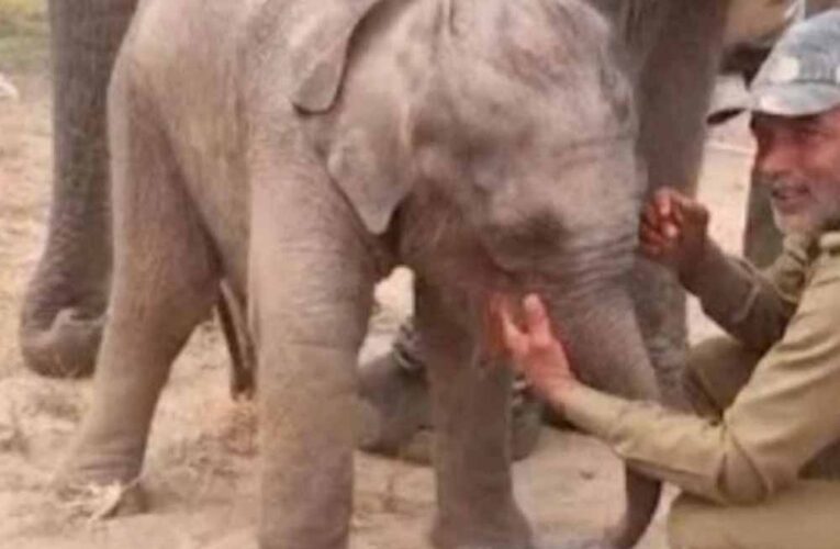 मध्य प्रदेश में एक और हाथी की मौत, ताला कैंप में रखकर की जा रही थी देखभाल