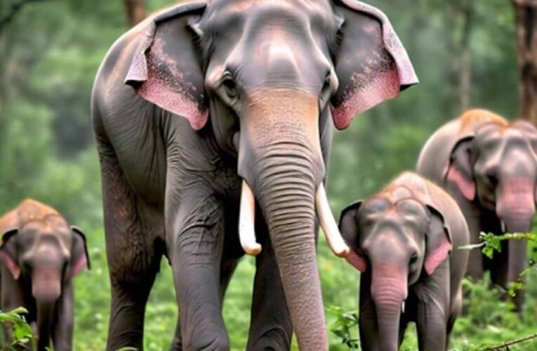 उमरिया में हाथियों का तांडव, दो लोगों की मौत, इलाके में दहशत, प्रशासन व वन विभाग की टीम तैनात