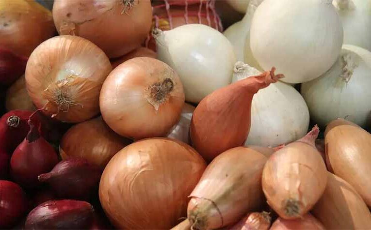 स्वास्थ्य के लिए वरदान है प्याज