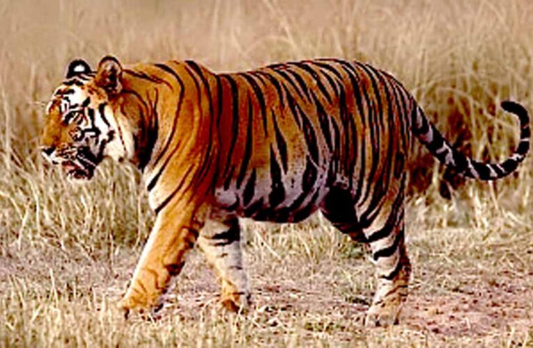 वैश्विक धरोहर है बाँधवगढ़ टाइगर रिजर्व