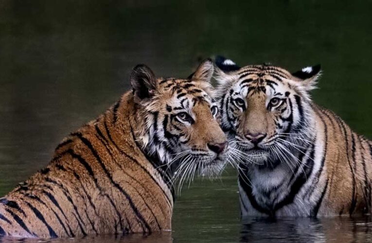 इंदौर : बाघ का कुनबा सेहतमंद रहे इसलिए चिड़ियाघर प्रबंधन उनकी वंशावली में बदलाव करने जा रही