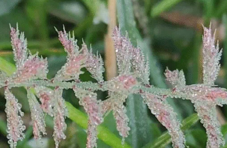 मध्य प्रदेश बर्फीली हवाओं से ठिठुरा, पचमढ़ी का पारा @1.8 डिग्री सेल्सियस