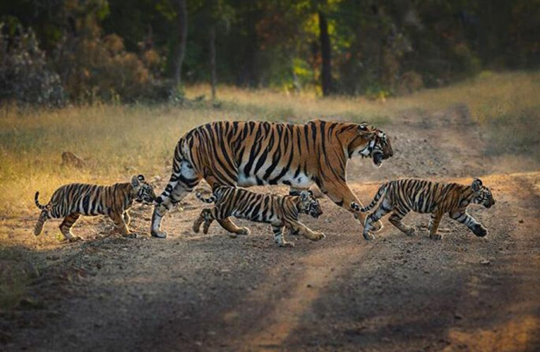 रातापानी सैंक्चुअरी टाइगर रिजर्व क्षेत्र घोषित, सही मायनों में मध्यप्रदेश बना टाइगर स्टेट – मुख्यमंत्री डॉ. यादव