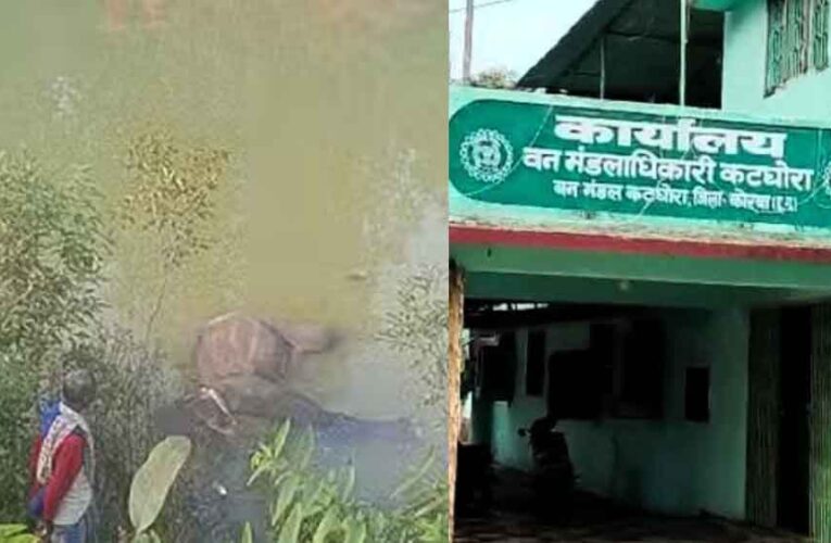 छत्तीसगढ़-कोरबा के जंगली तालाब में मिली हाथी की लाश, करंट लगने से मौत की आशंका