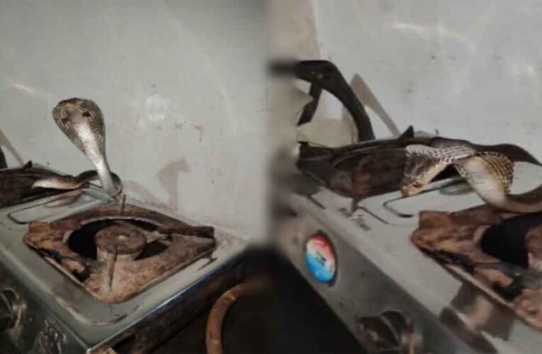 छत्तीसगढ़-कोबरा में किचन में फन फैलाए बैठा था 5 फीट लंबा किंग कोबरा, चाय बनाने पहुंची महिला के उड़े होश