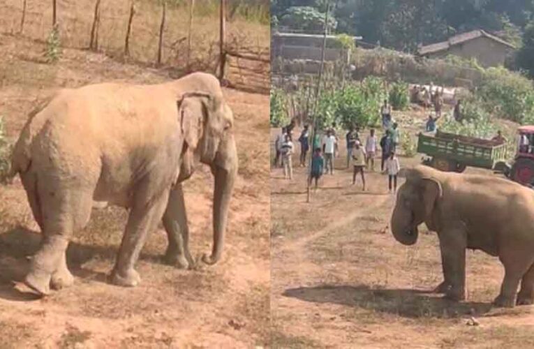 छत्तीसगढ़-कोरबा में घायल जंगली हाथी गांव में घुसा, सैकड़ों ग्रामीण पहुंचे भगाने