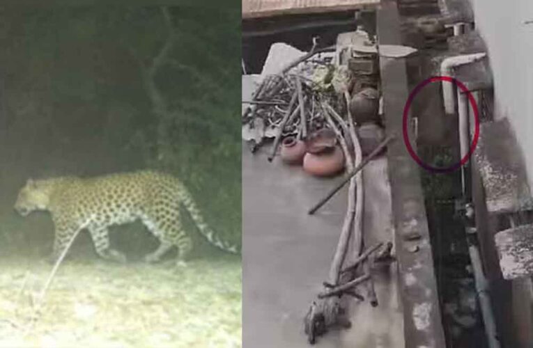 राजस्थान-अलवर में पैंथर को वन विभाग ने किया ट्रैंकुलाइज, धर्मशाला के पास दिखने से फैली दहशत