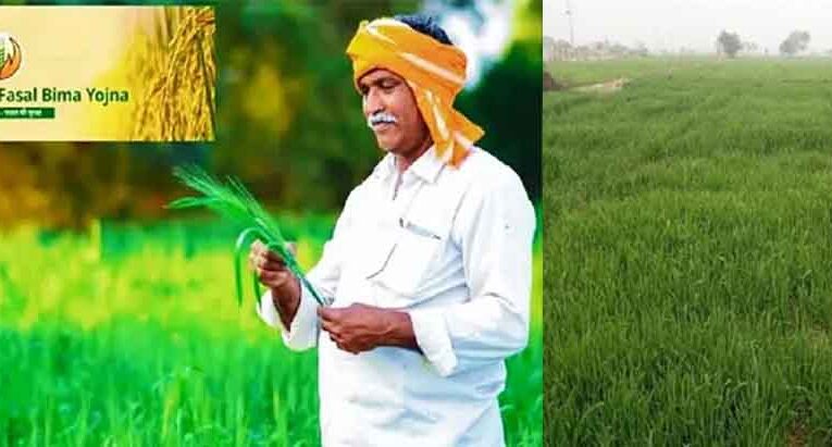 राजस्थान-रबी फसलों का 31 दिसम्बर तक कराएं बीमा, किसानों को भरना होगा 1.5 प्रतिशत प्रीमियम